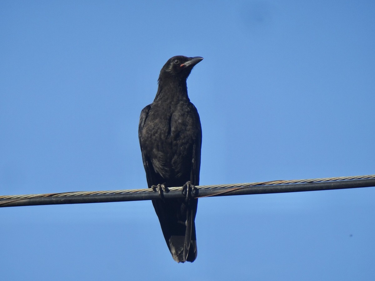 American Crow - ML620792281