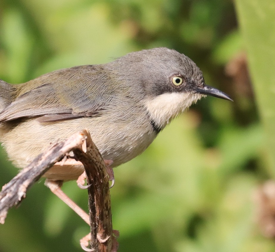 Bar-throated Apalis - ML620792283