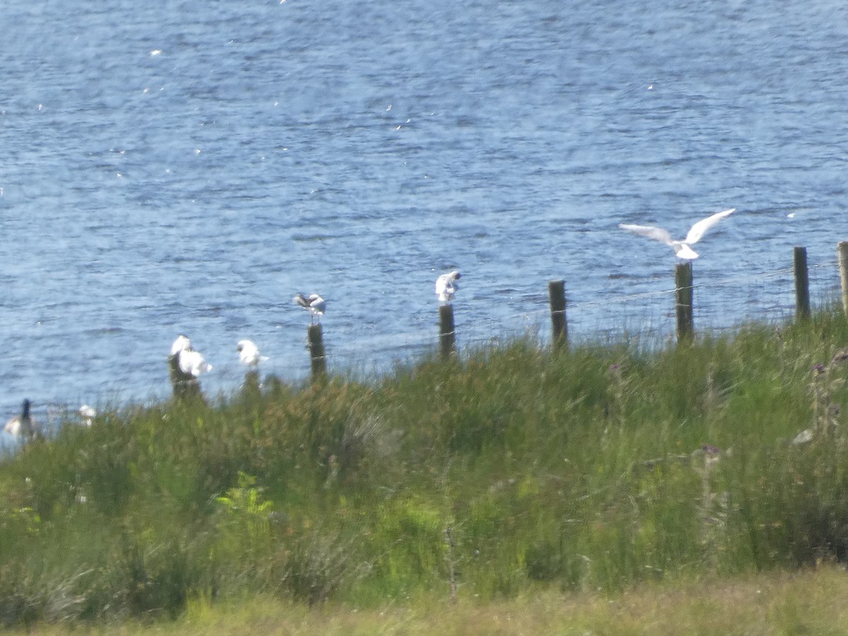 Black-headed Gull - ML620792287