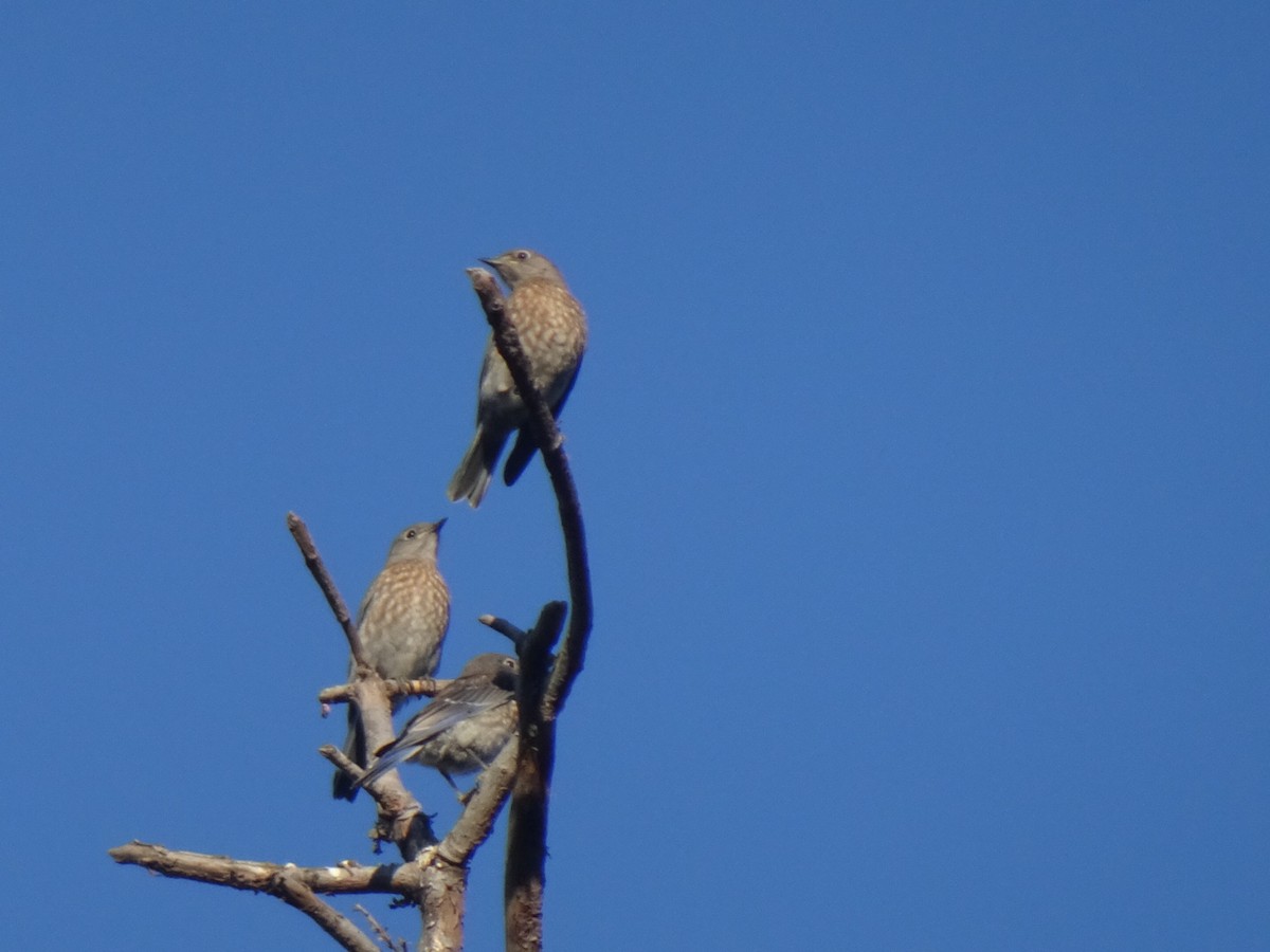 Western Bluebird - ML620792288