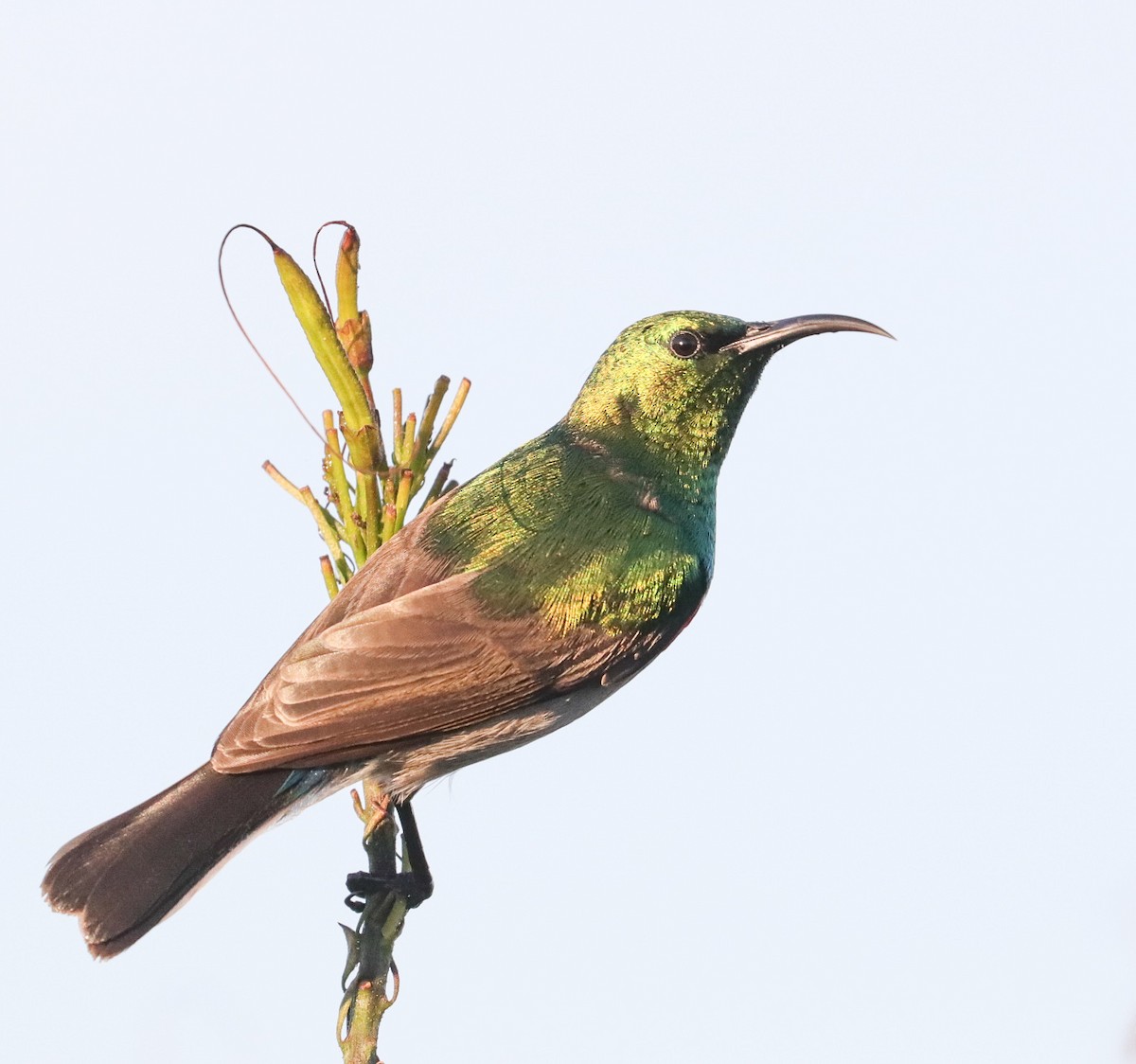 Southern Double-collared Sunbird - ML620792294