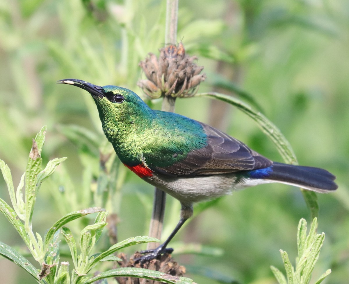 Southern Double-collared Sunbird - ML620792295