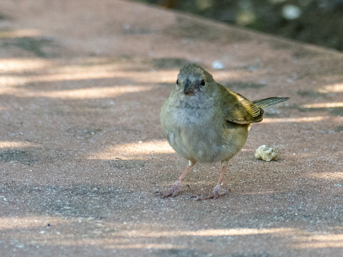 Black-faced Grassquit - ML620792300