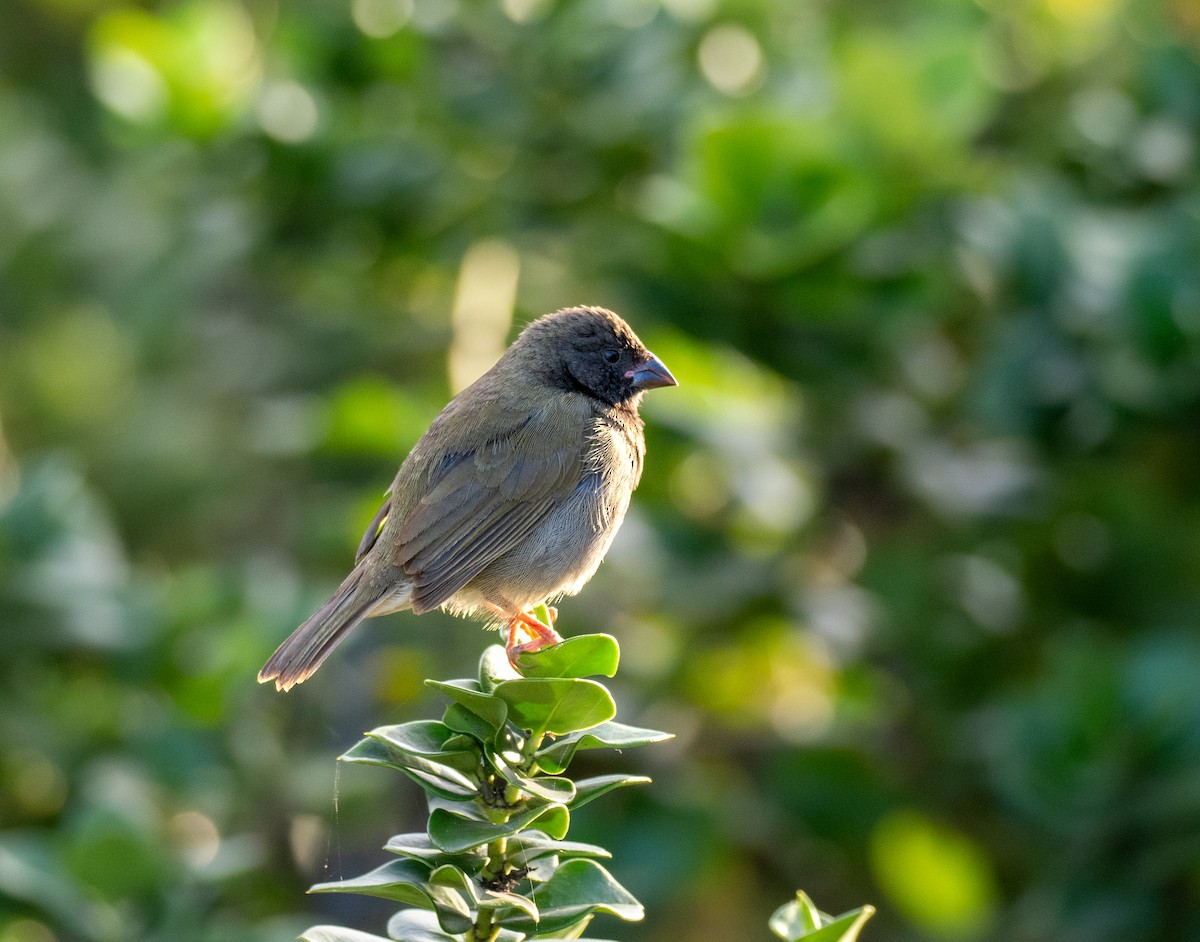 Black-faced Grassquit - Kevin McAuliffe