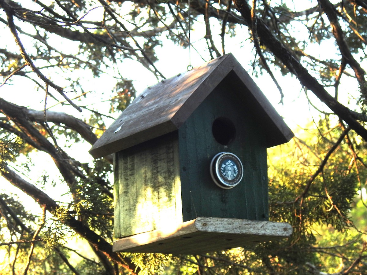 Carolina Chickadee - Jack Kelly