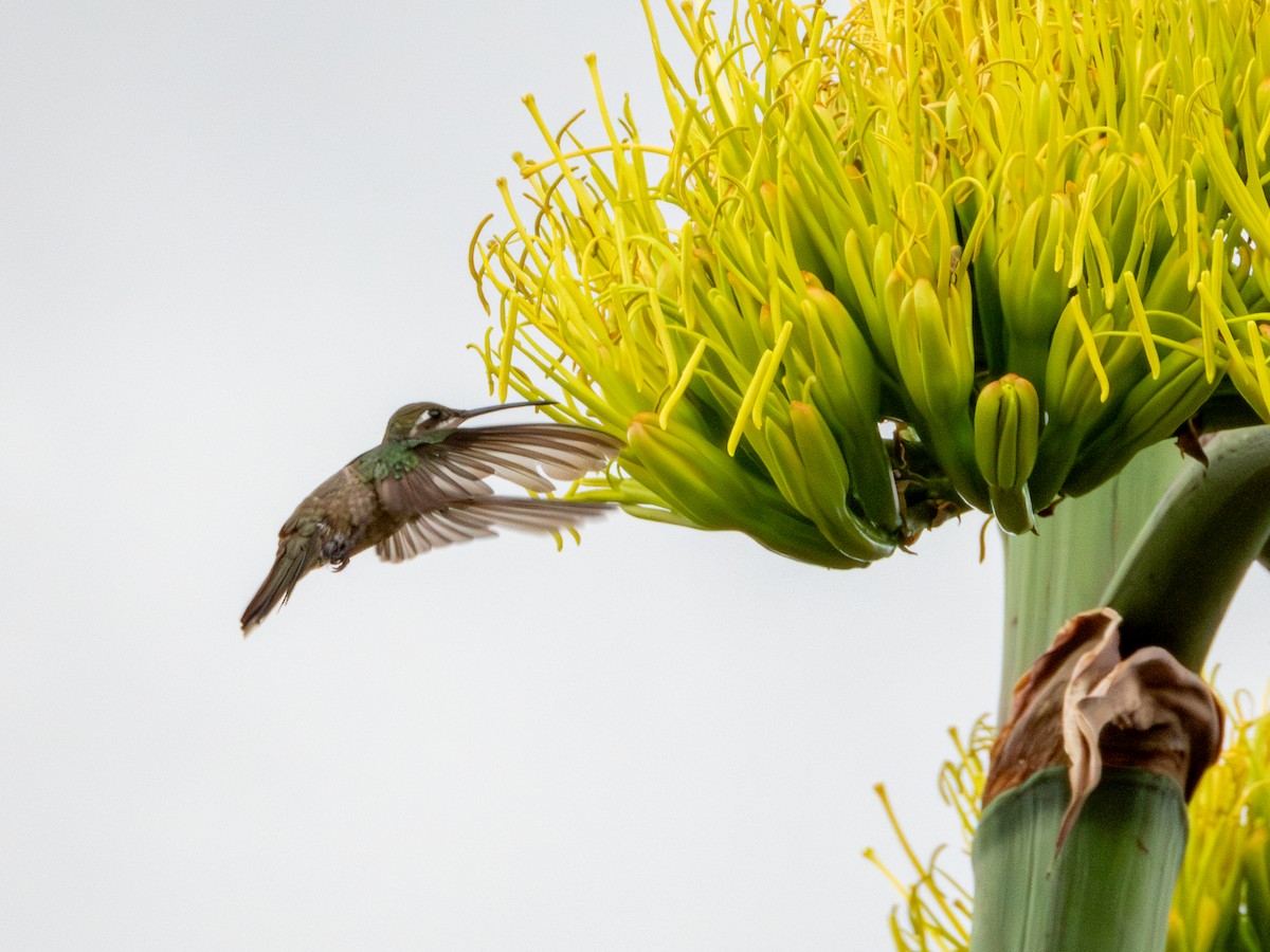 Colibrí Magnífico - ML620792318