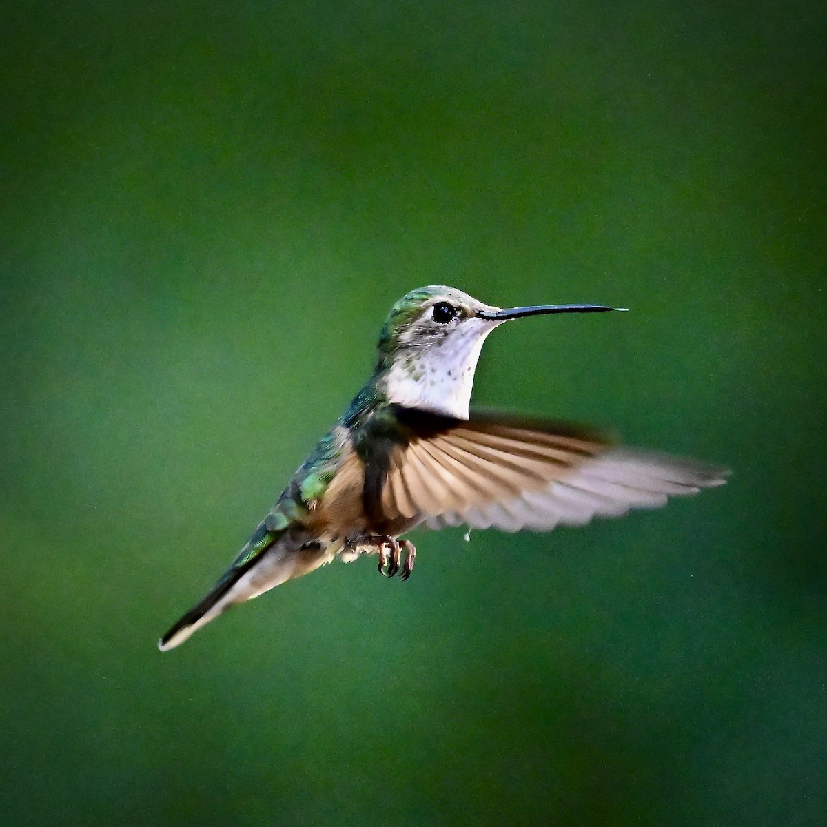 Broad-tailed Hummingbird - ML620792327