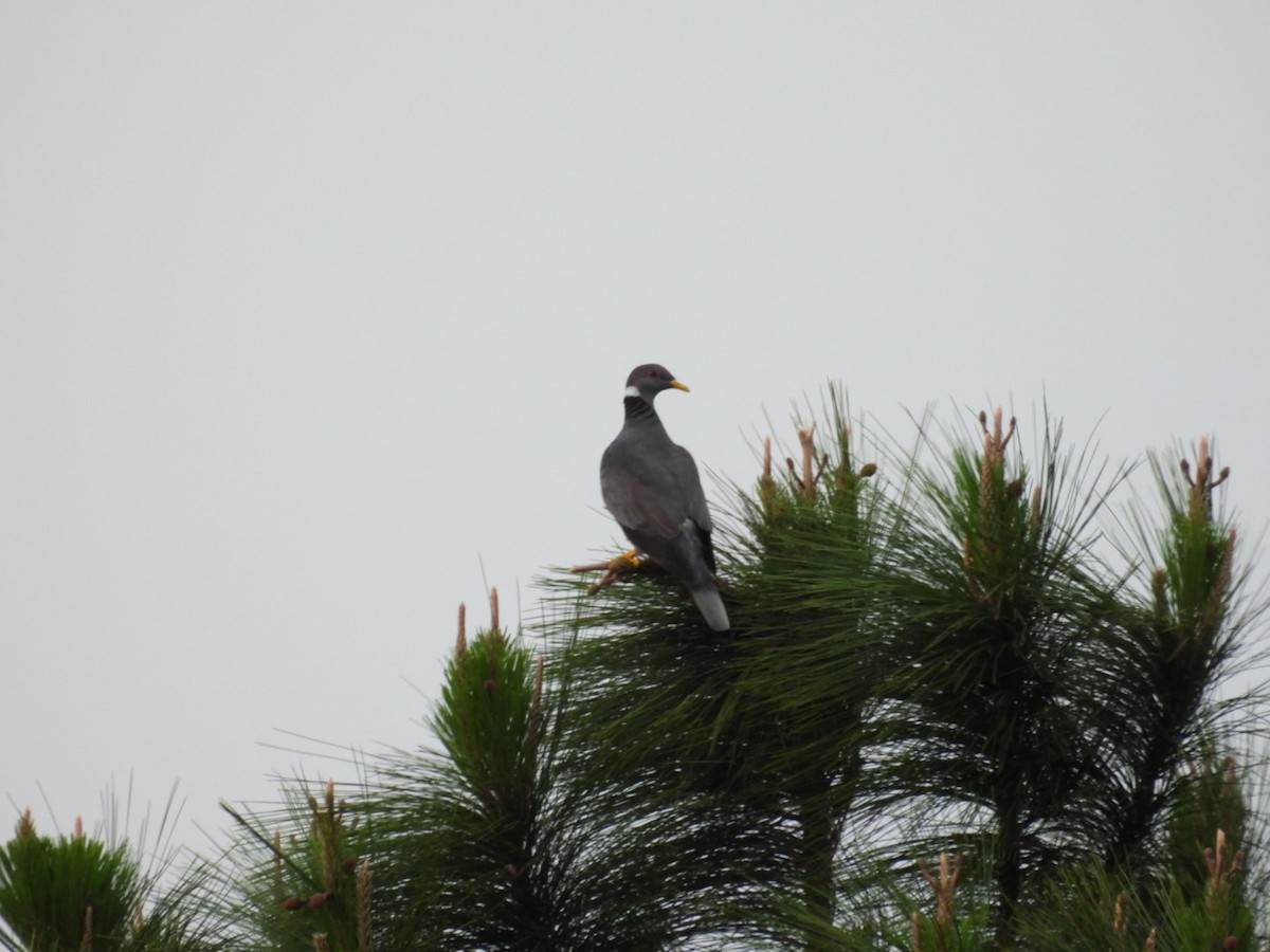 Band-tailed Pigeon - Néstor Villalobos Rojas