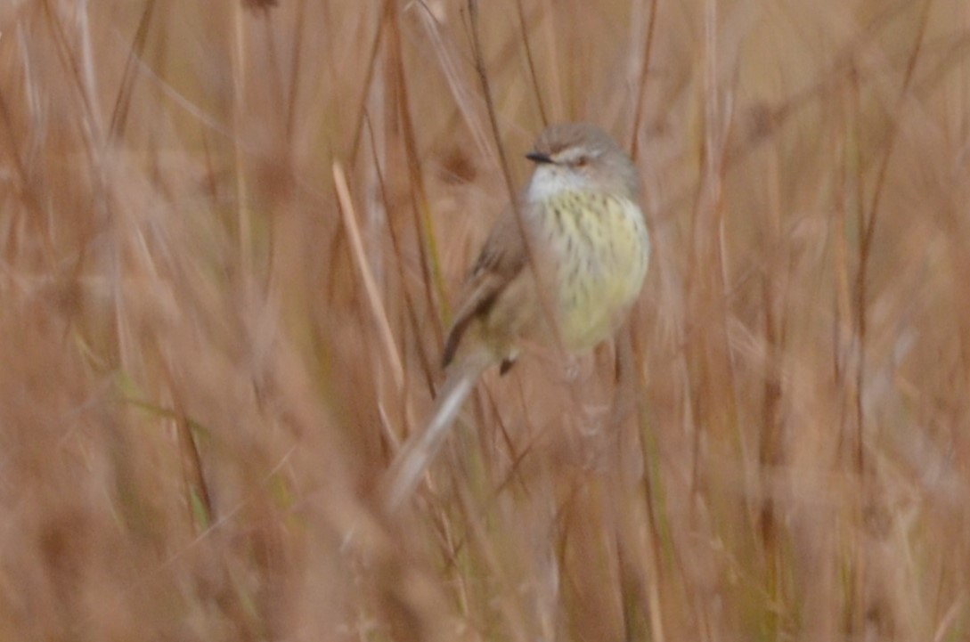 Prinia, unbestimmt - ML620792334