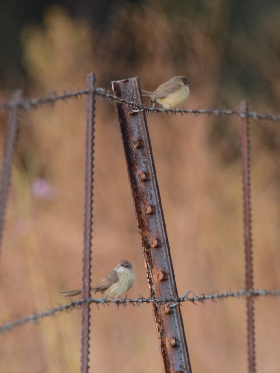 prinia sp. - ML620792335