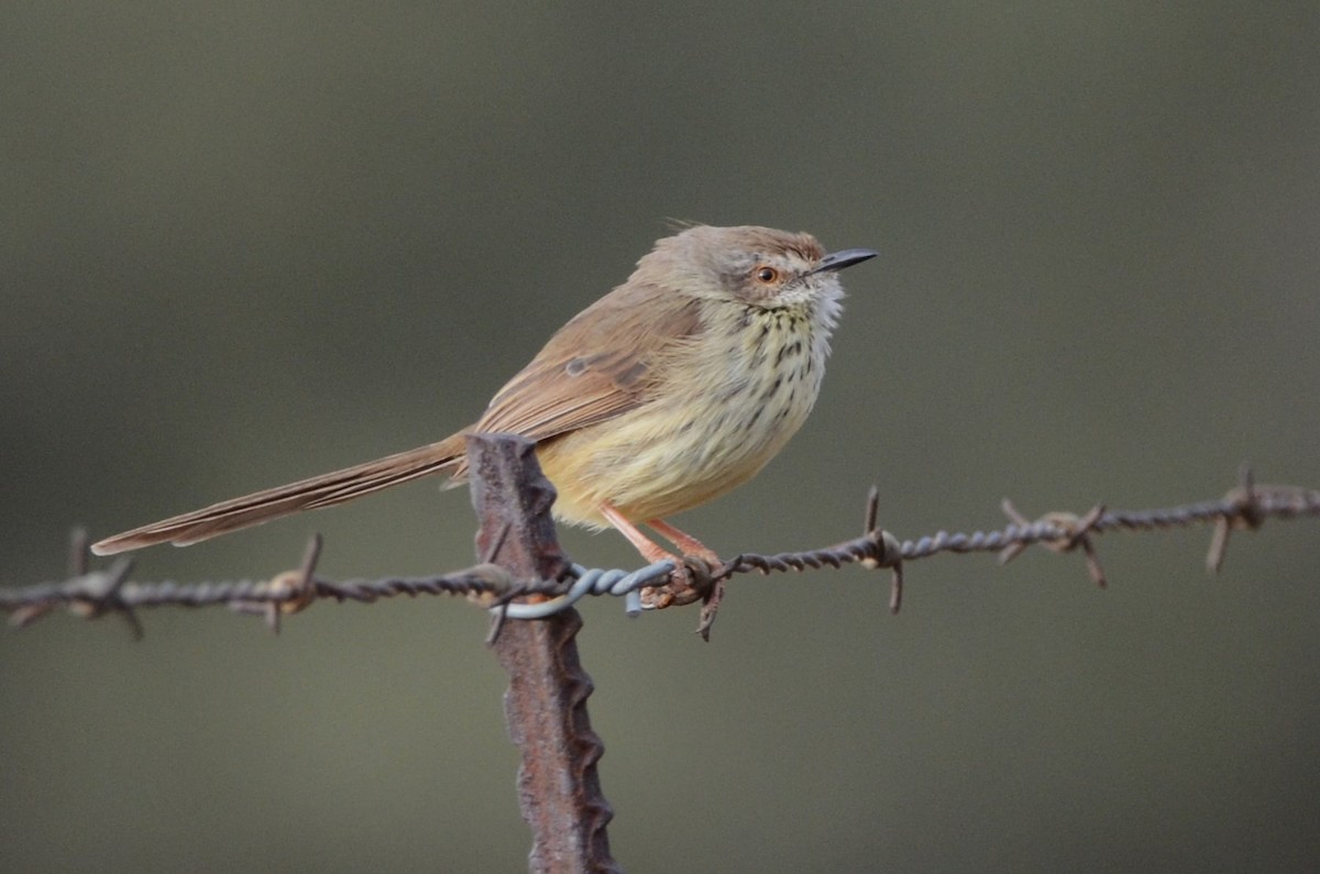 Prinia, unbestimmt - ML620792336