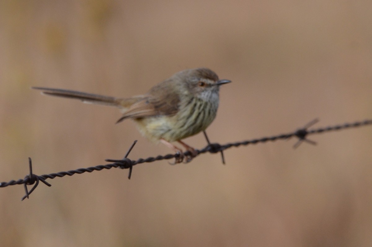 Prinia sp. - ML620792337