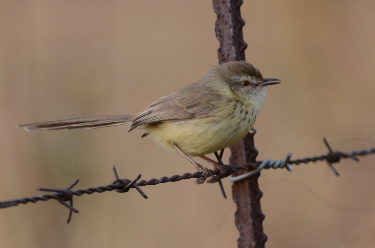 prinia sp. - Cameron Blair