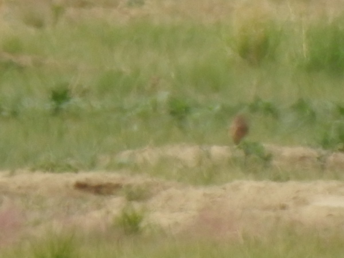 Burrowing Owl - ML620792344