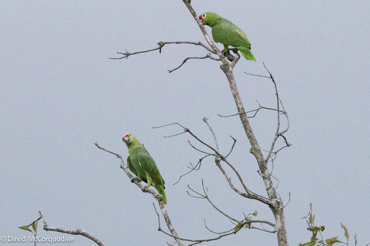 Red-lored Parrot - ML620792346