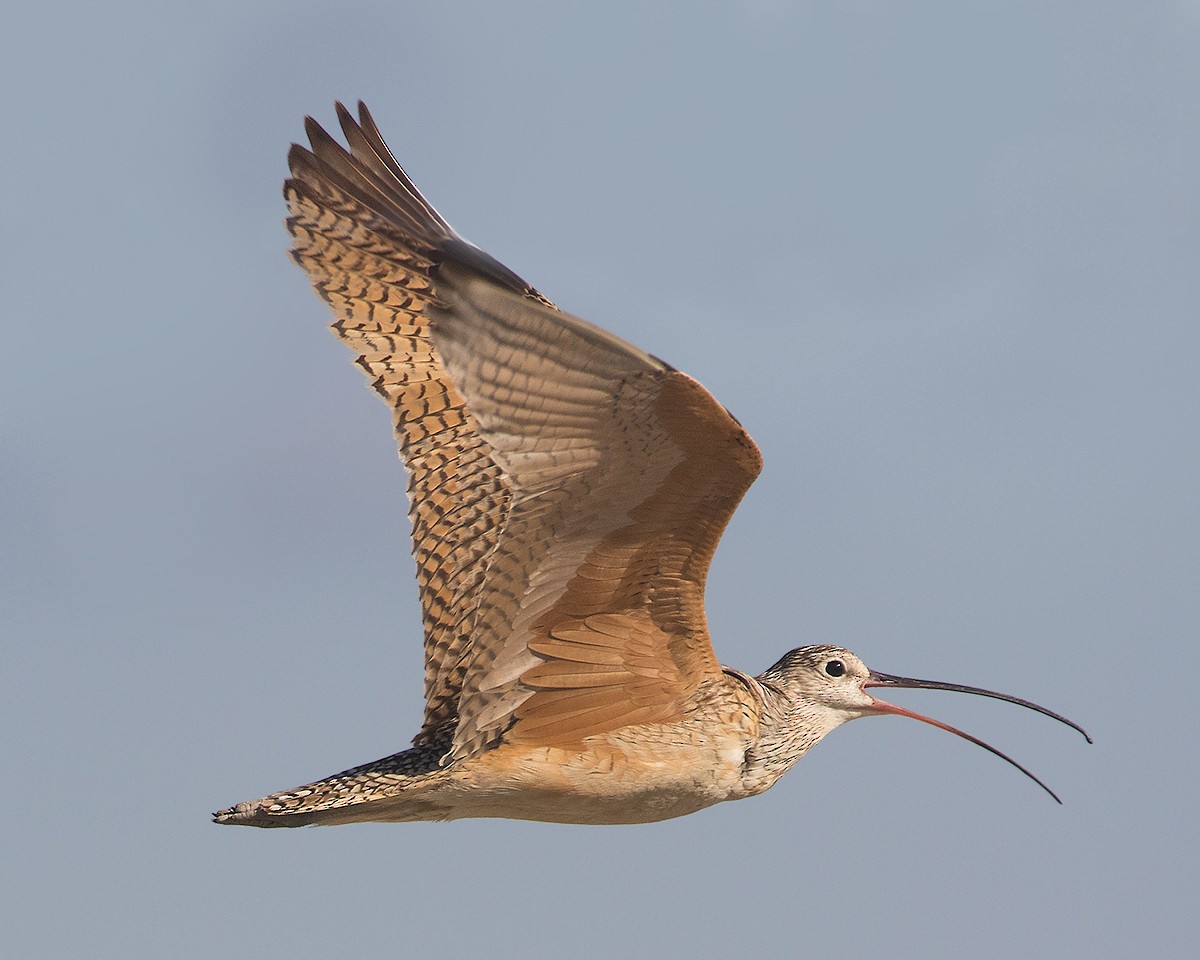 Long-billed Curlew - ML620792347