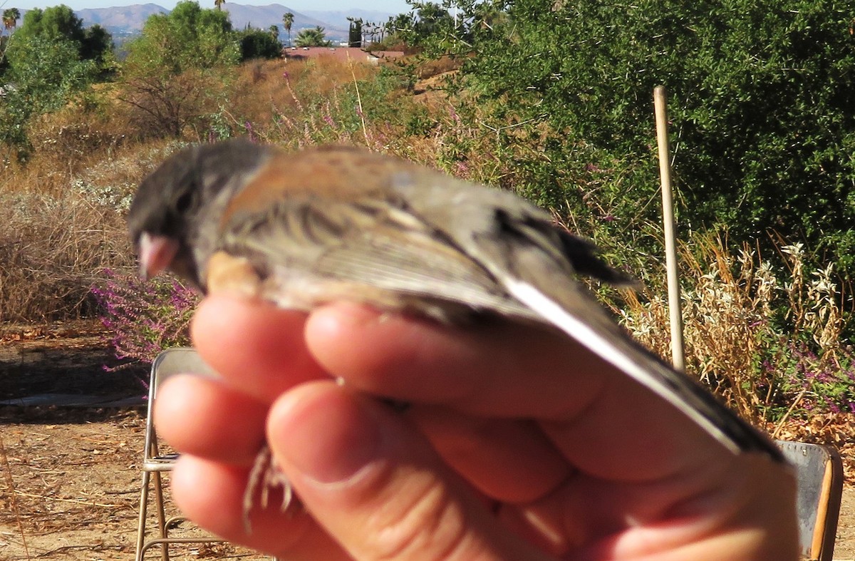 Dark-eyed Junco (Oregon) - ML620792355