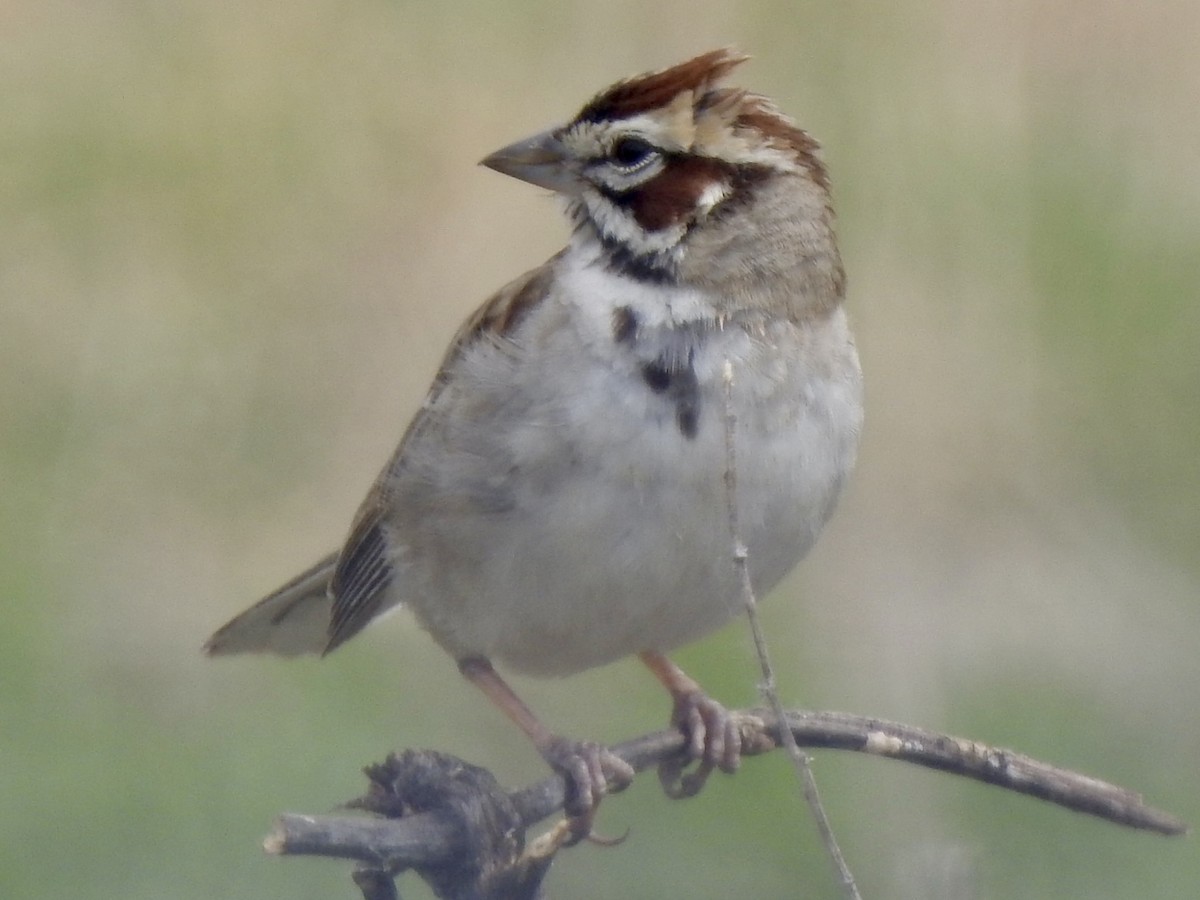 Lark Sparrow - ML620792357