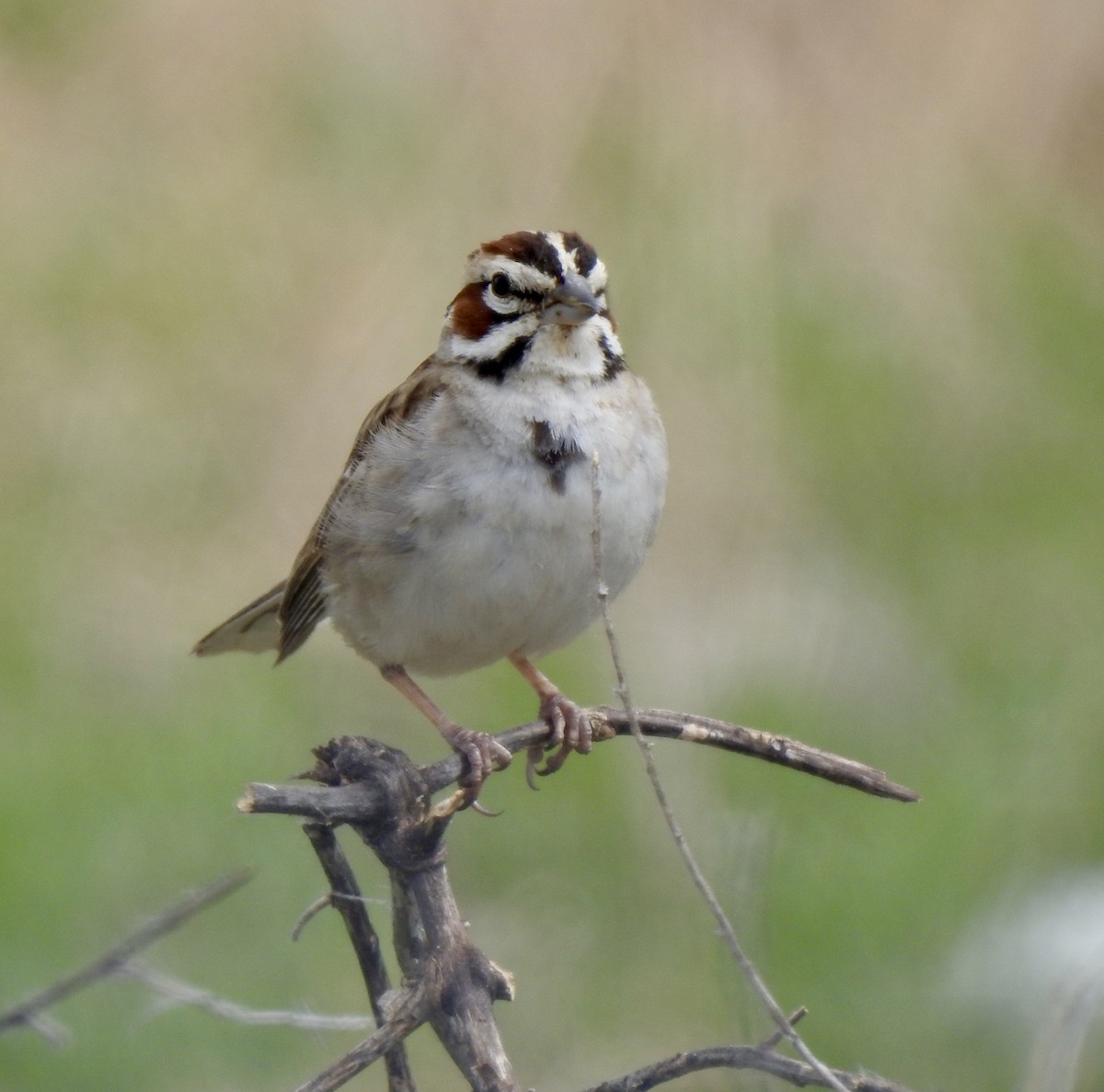 Lark Sparrow - ML620792358