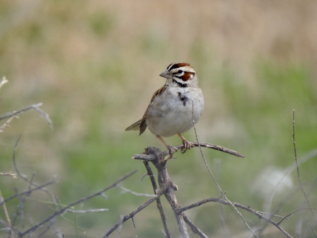 Lark Sparrow - ML620792361