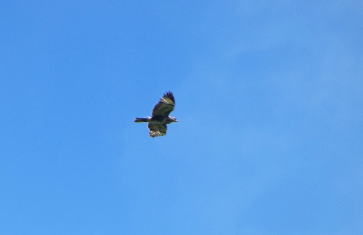 Common Buzzard - ML620792362