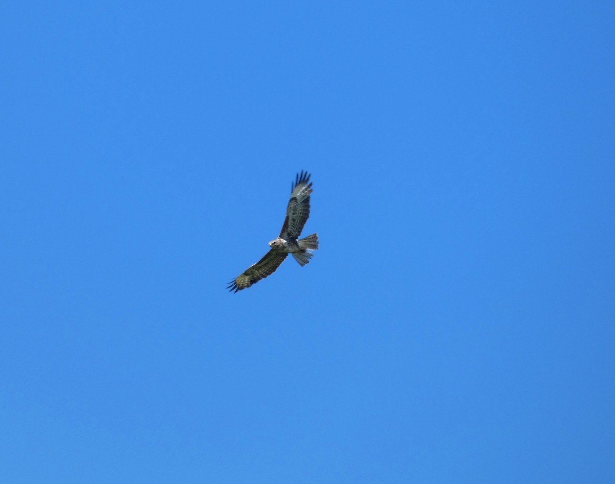 Common Buzzard - ML620792363