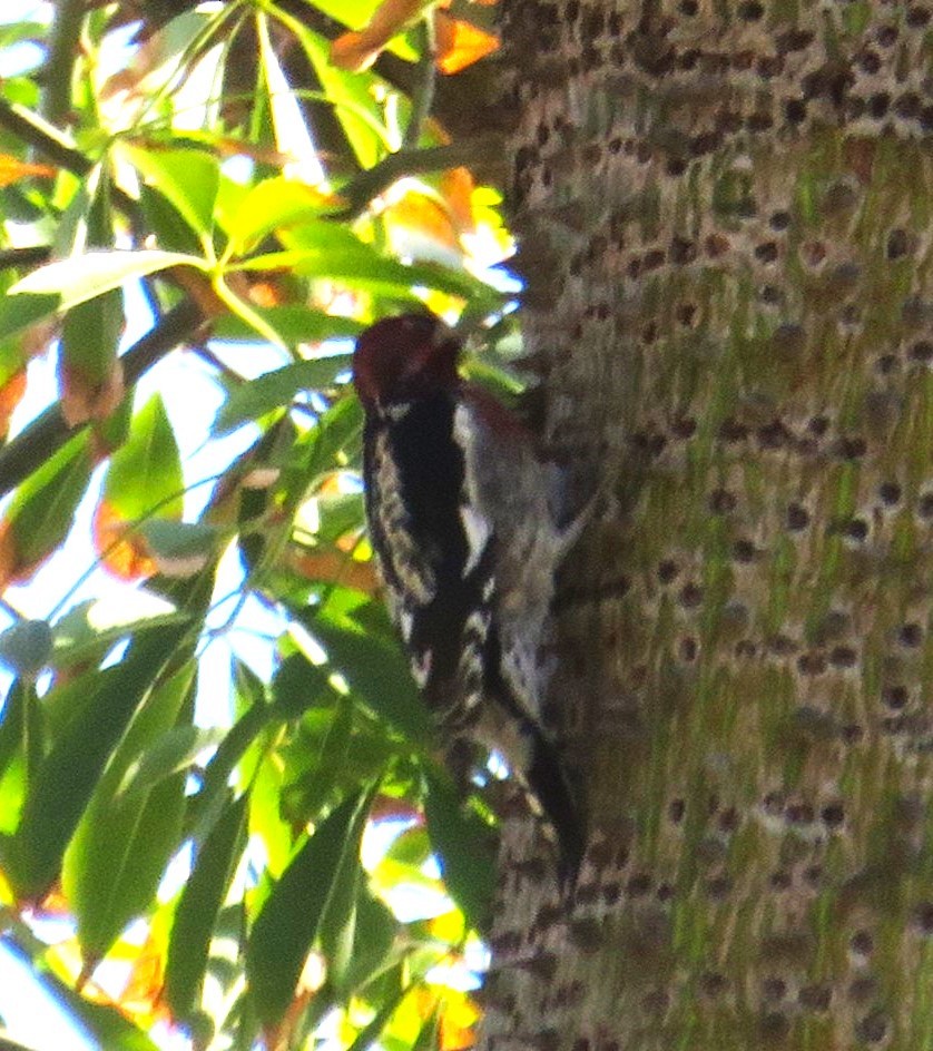 Red-breasted Sapsucker - ML620792365