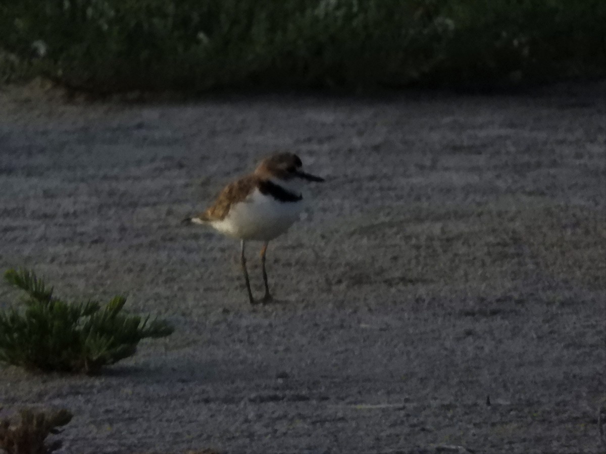 Collared Plover - ML620792366