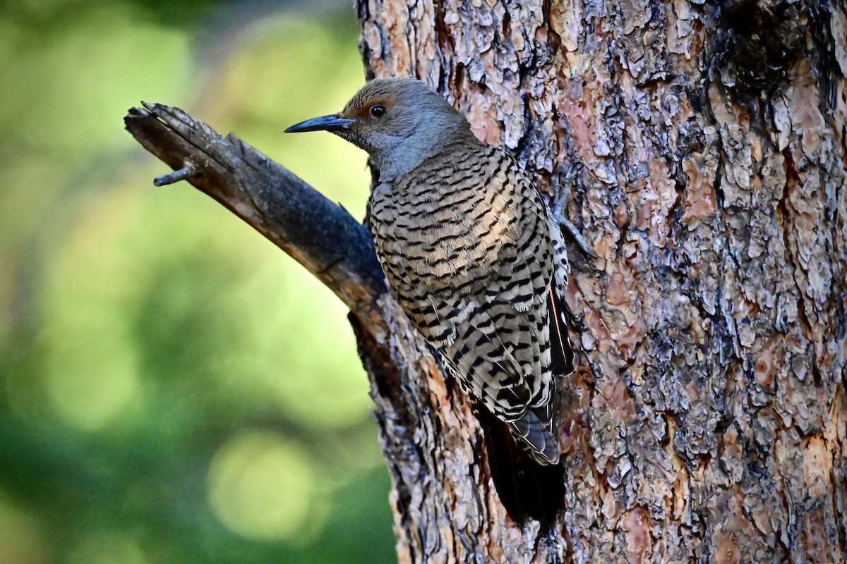 Northern Flicker - ML620792367