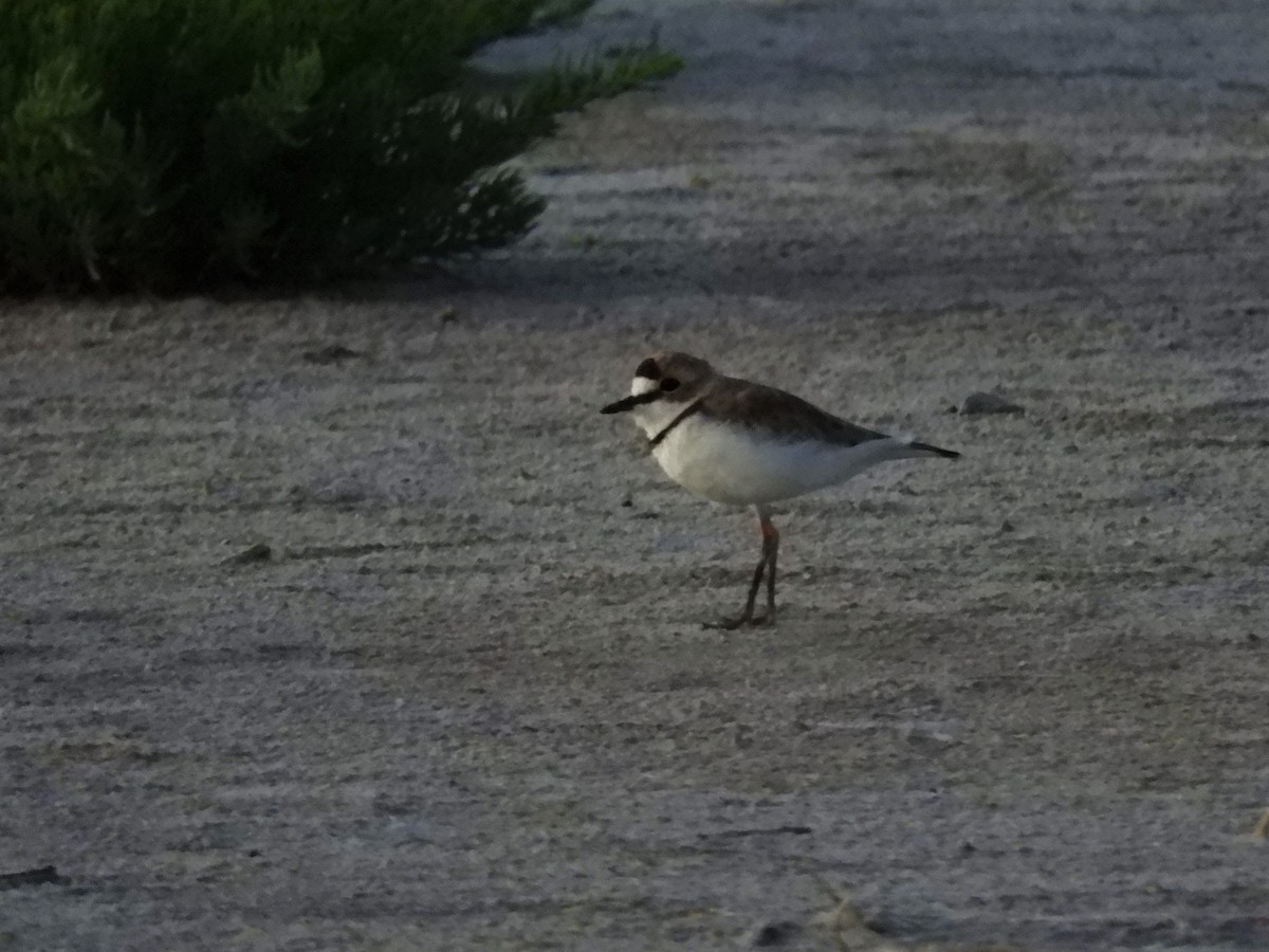 Collared Plover - ML620792368