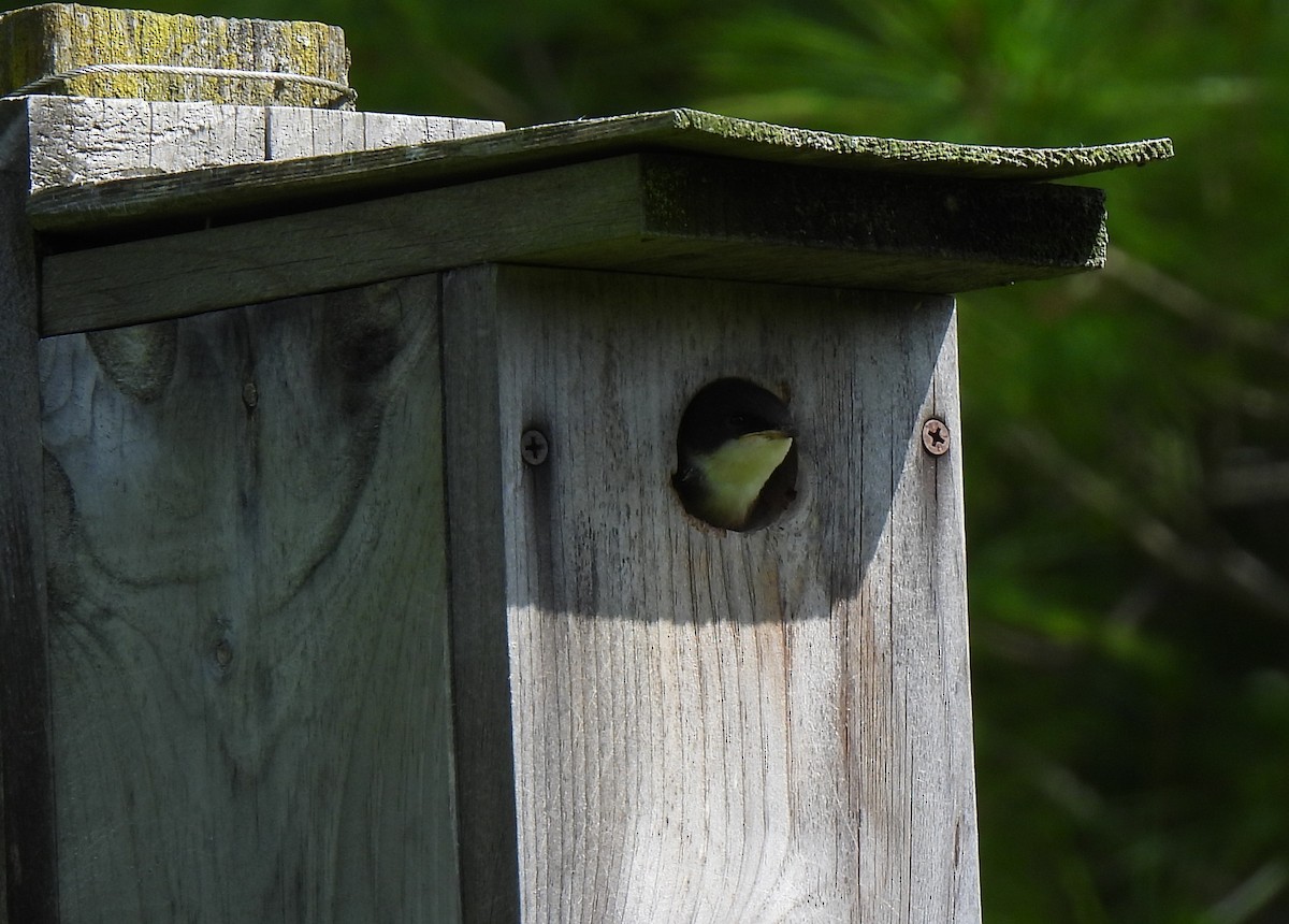 Tree Swallow - ML620792373