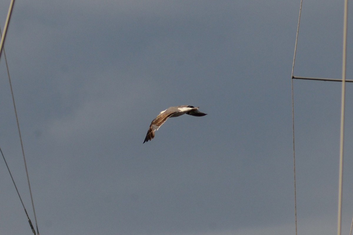 Gaviota Patiamarilla - ML620792374