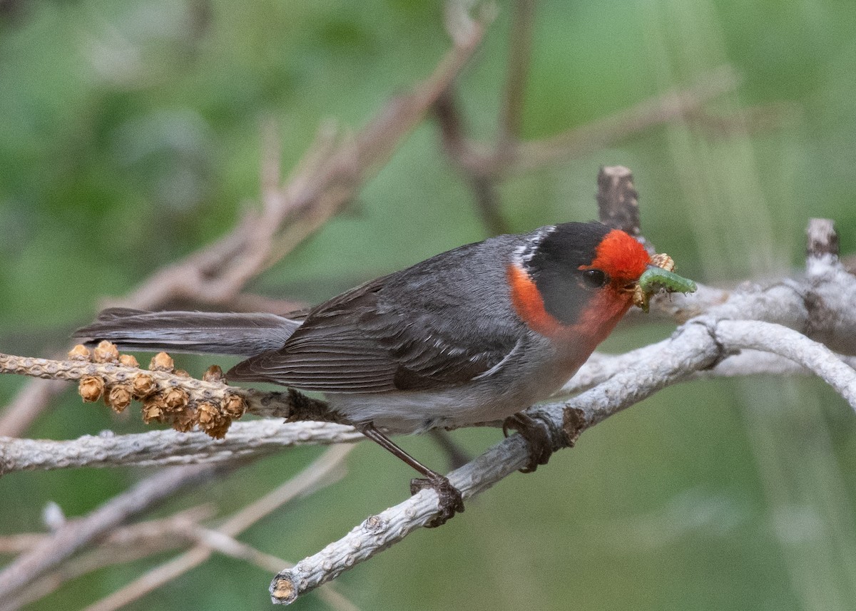 Red-faced Warbler - ML620792376