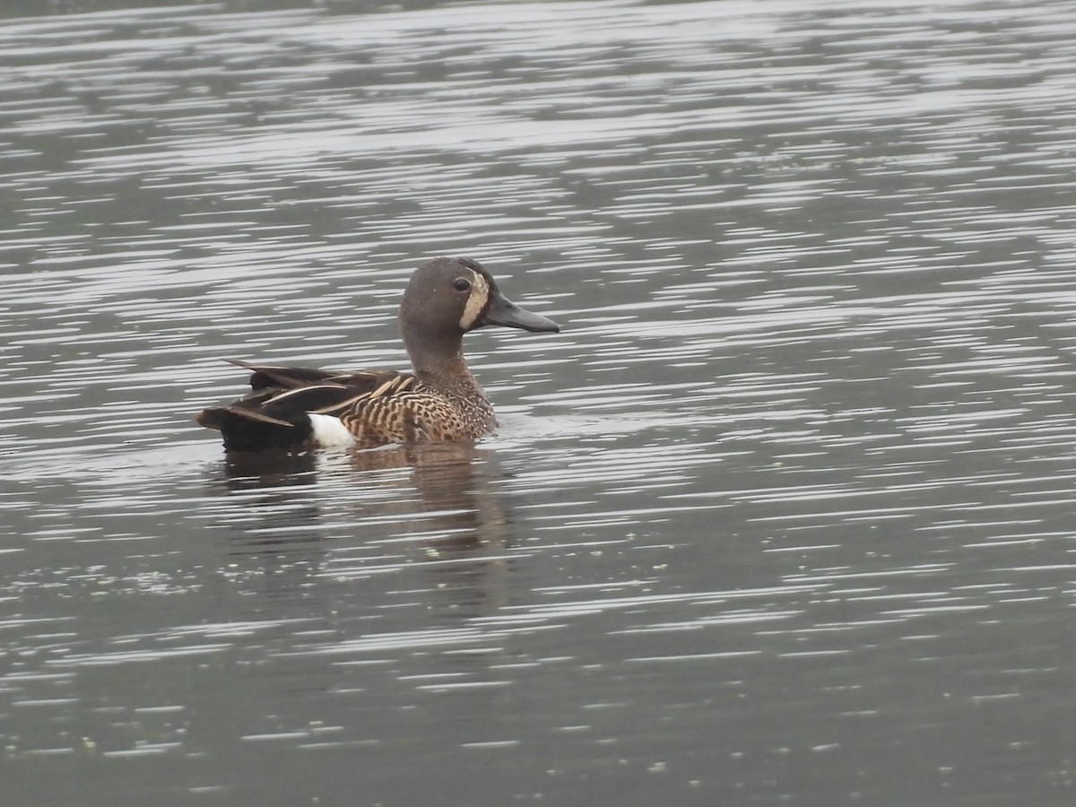 Blue-winged Teal - ML620792377