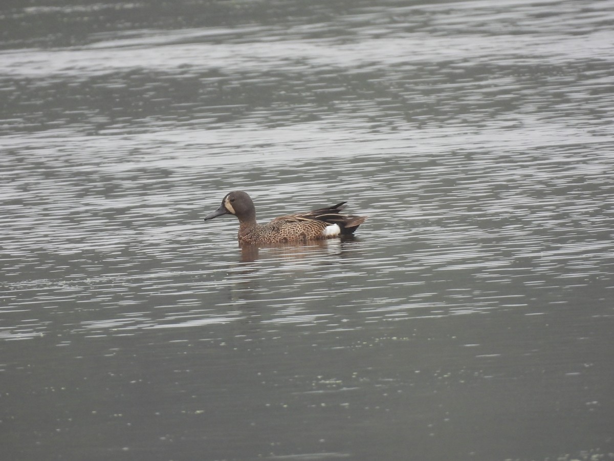 Blue-winged Teal - ML620792378