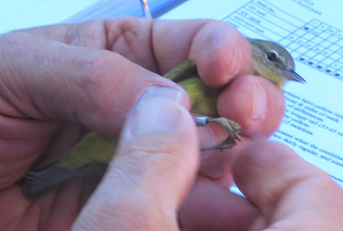 Orange-crowned Warbler (lutescens) - ML620792381