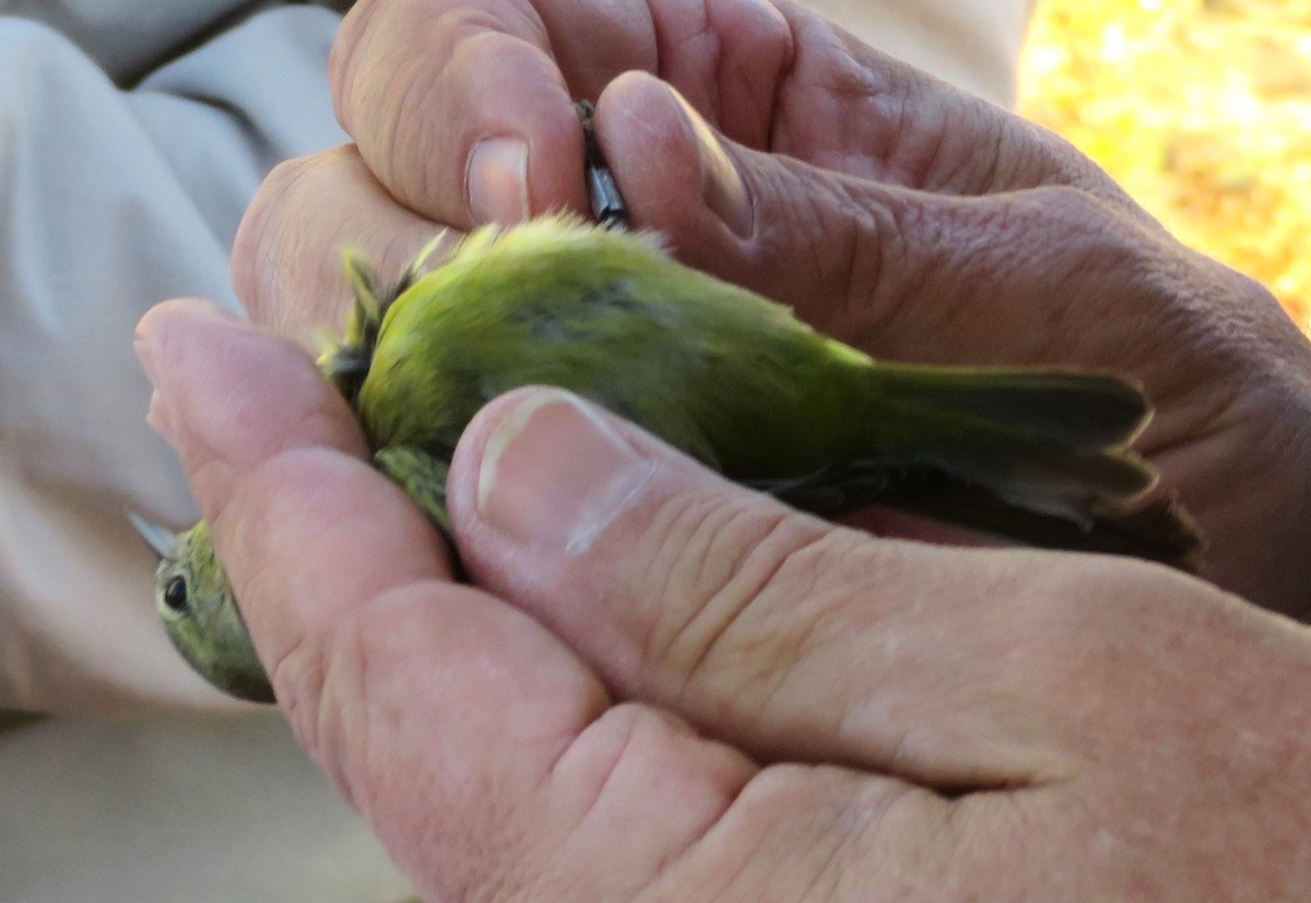 Orange-crowned Warbler (lutescens) - ML620792383