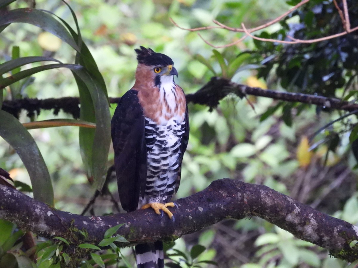 Águila Galana - ML620792393