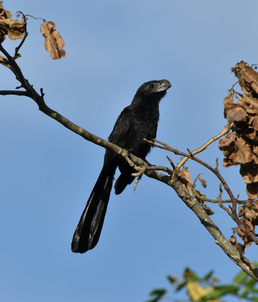 Groove-billed Ani - ML620792394