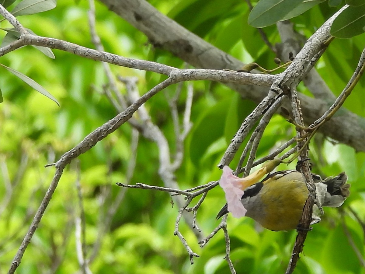 Bananaquit (Greater Antillean) - ML620792395