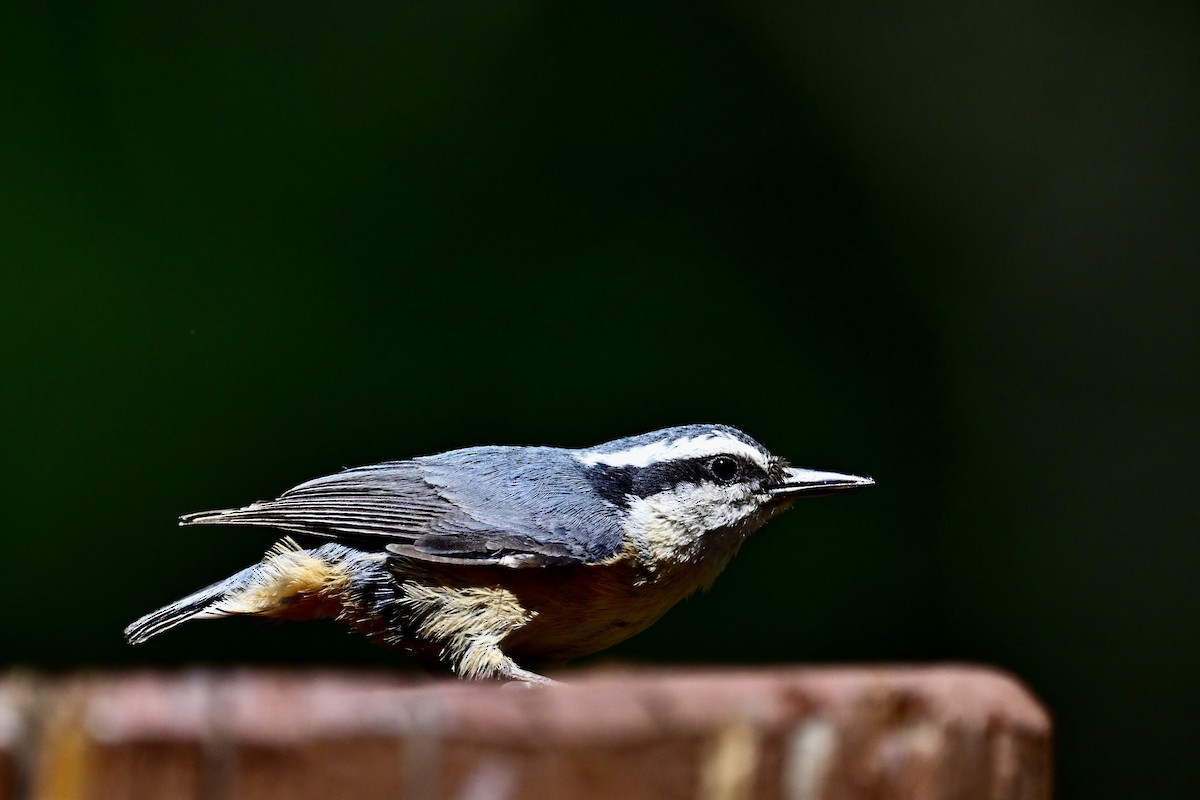 Red-breasted Nuthatch - ML620792396