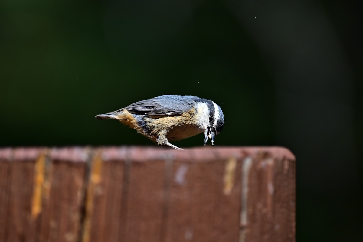 Red-breasted Nuthatch - ML620792397