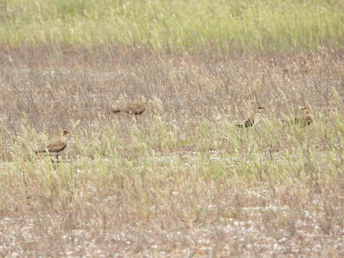 Collared Pratincole - ML620792414