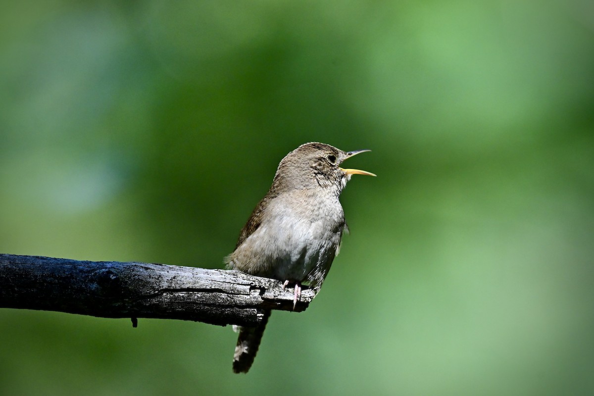 House Wren - ML620792415