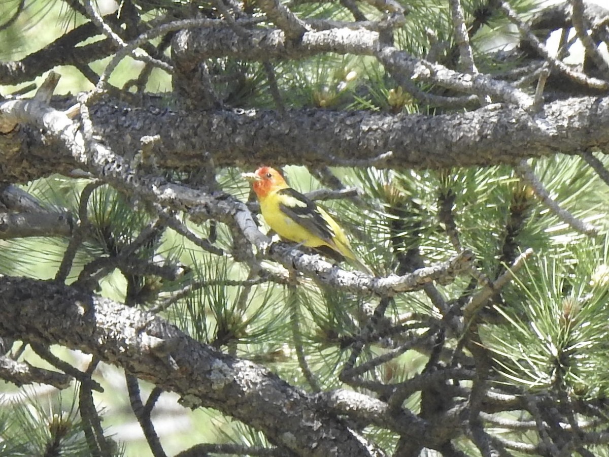 Western Tanager - ML620792418