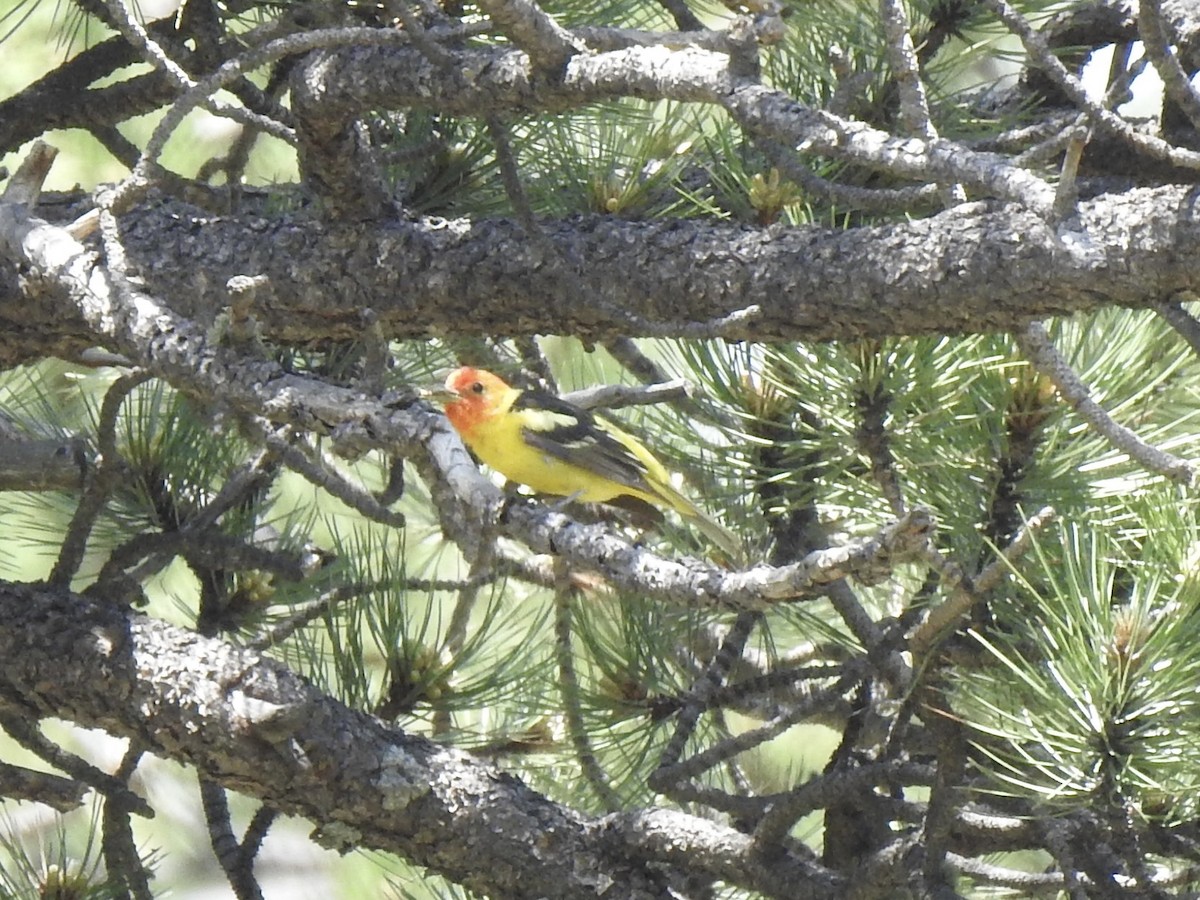 Western Tanager - ML620792419