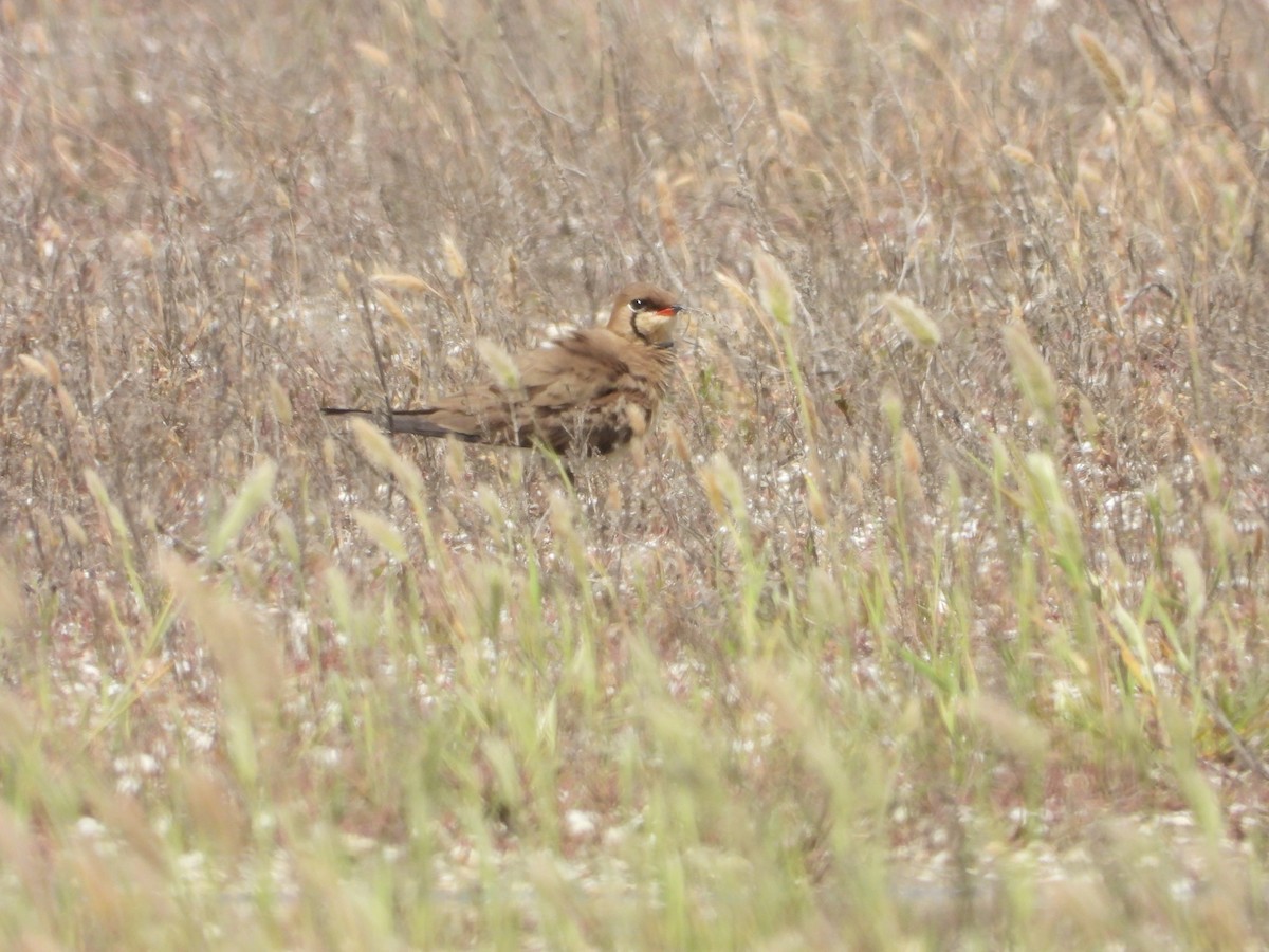 Collared Pratincole - ML620792422