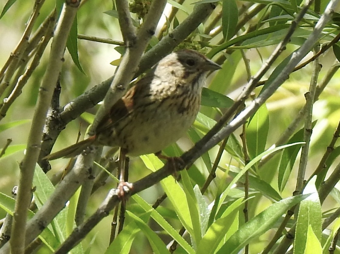 Lincoln's Sparrow - ML620792424