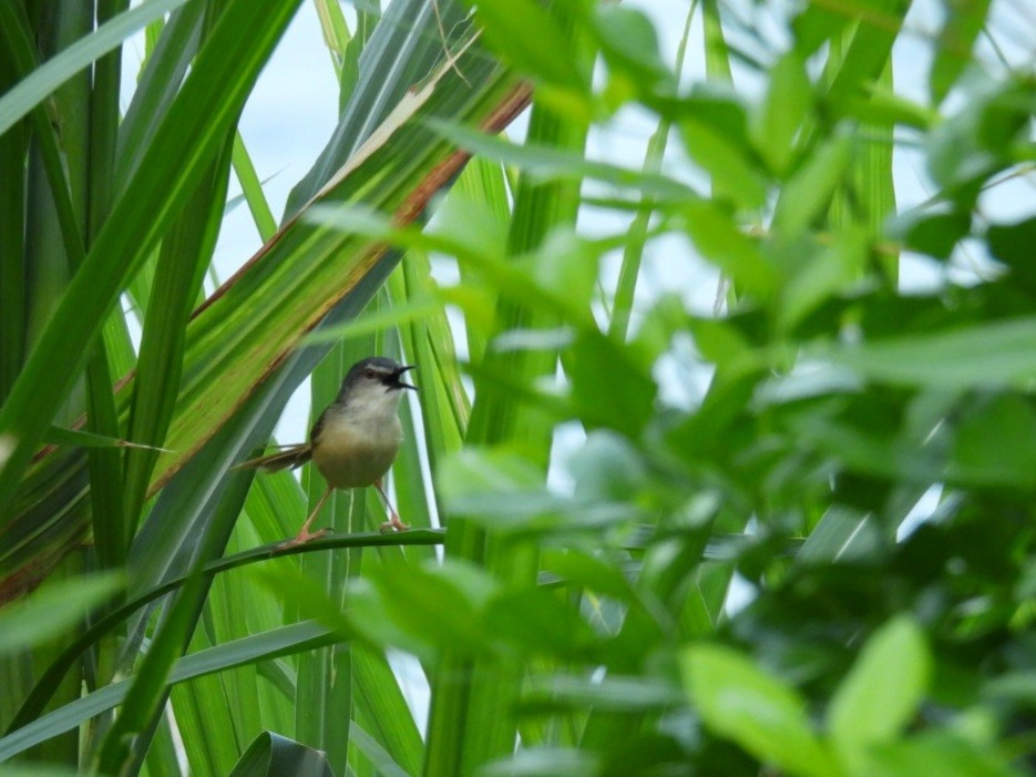 Yellow-bellied Prinia - ML620792426