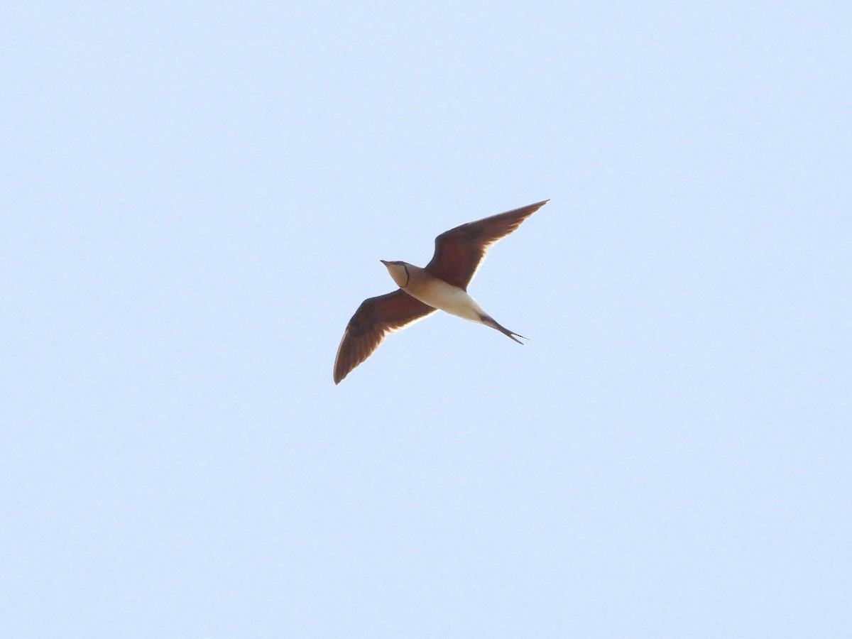 Collared Pratincole - Martin Rheinheimer